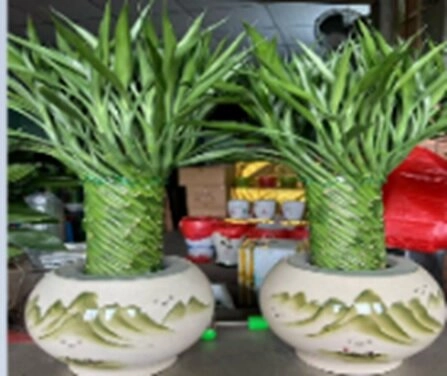 Бамбук лаки в керамике