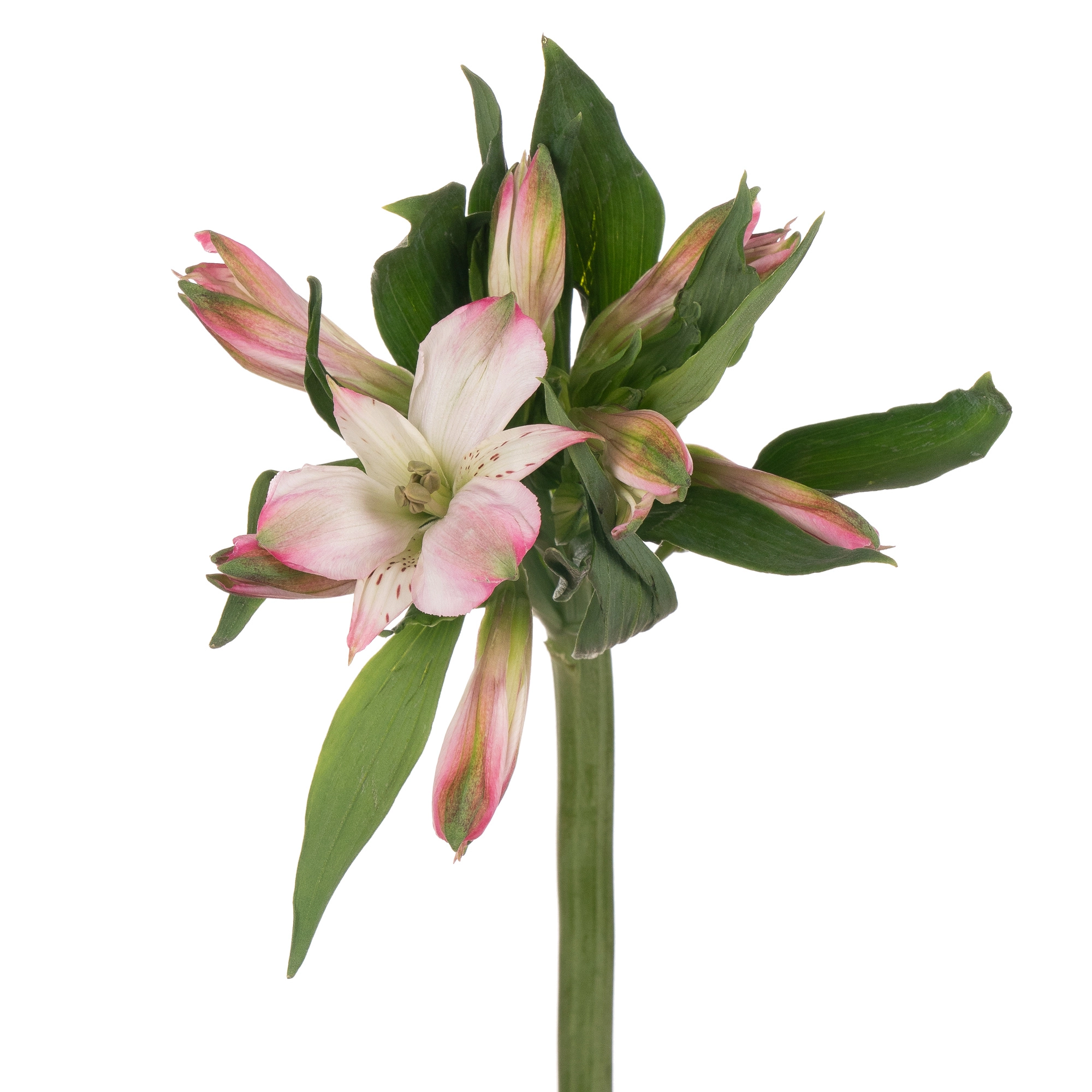 Альстромерия авианна