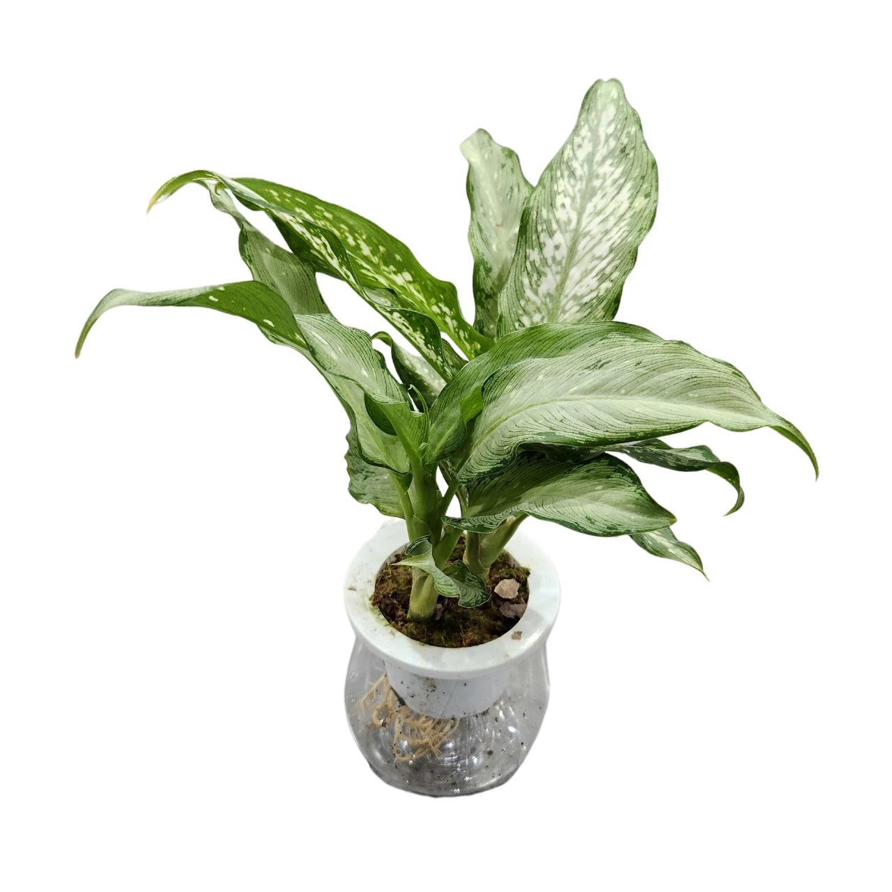 Аглаонема Эмеральд Стоун 3 ст