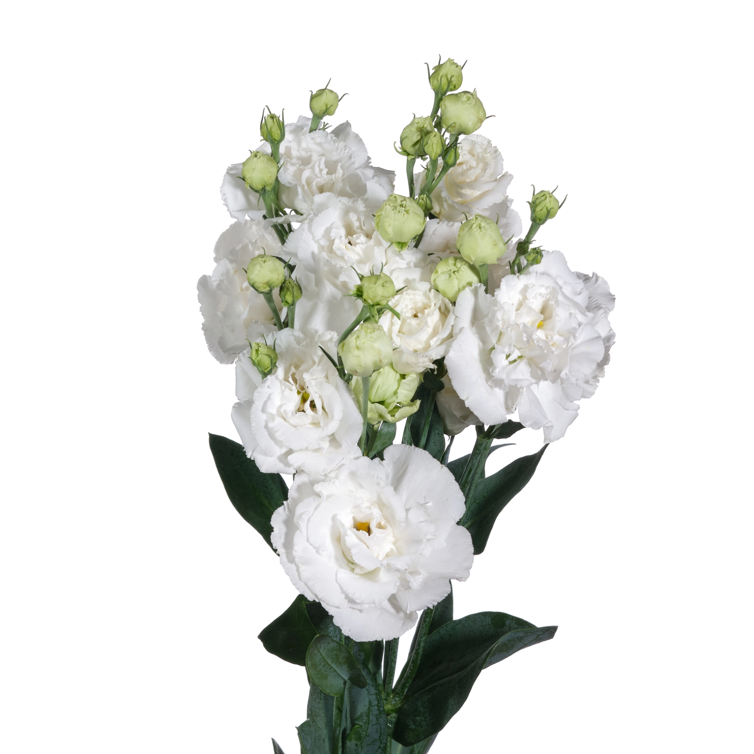 Лизиантус ду алиса белый