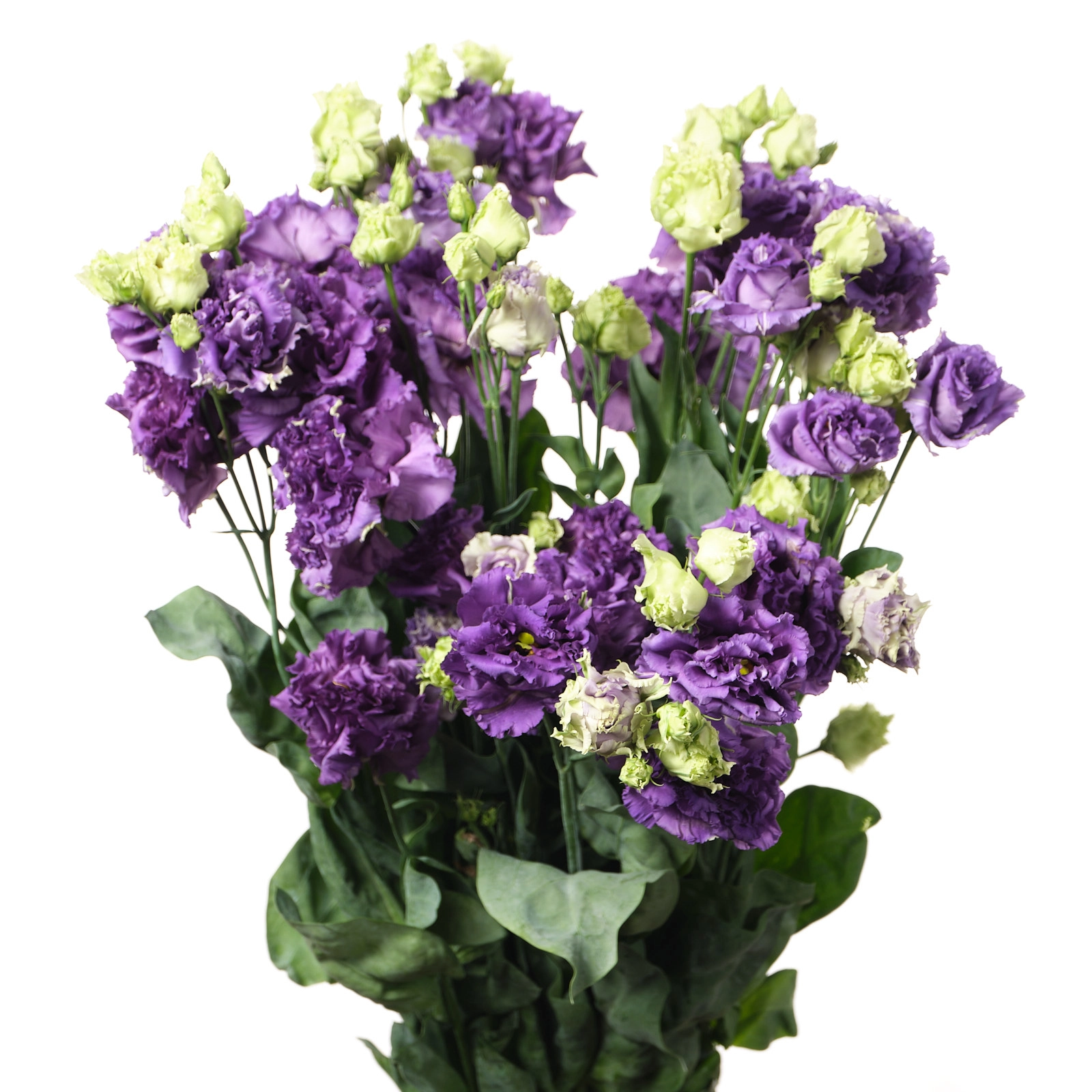 Лизиантус ду алиса синий