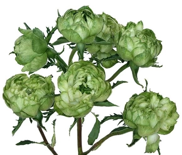 Роза однг принцесса мидори