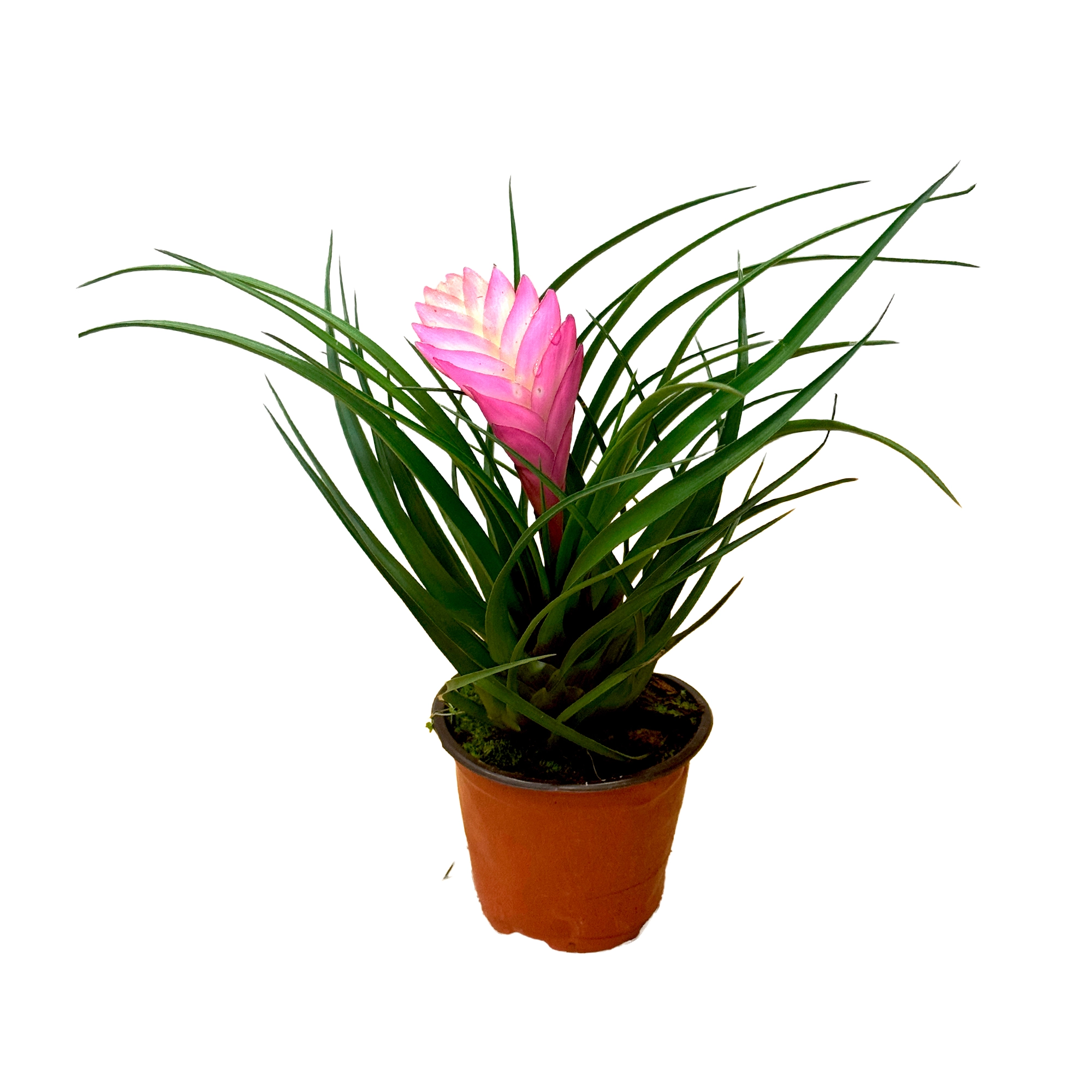 Тилландсия Анита