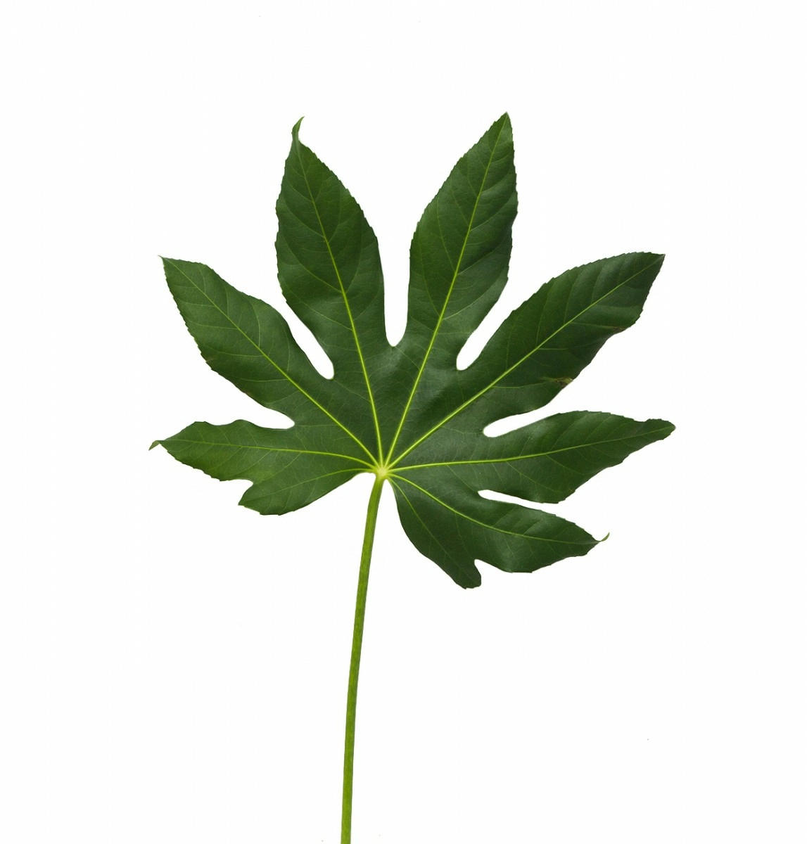 Листья Аралия супер