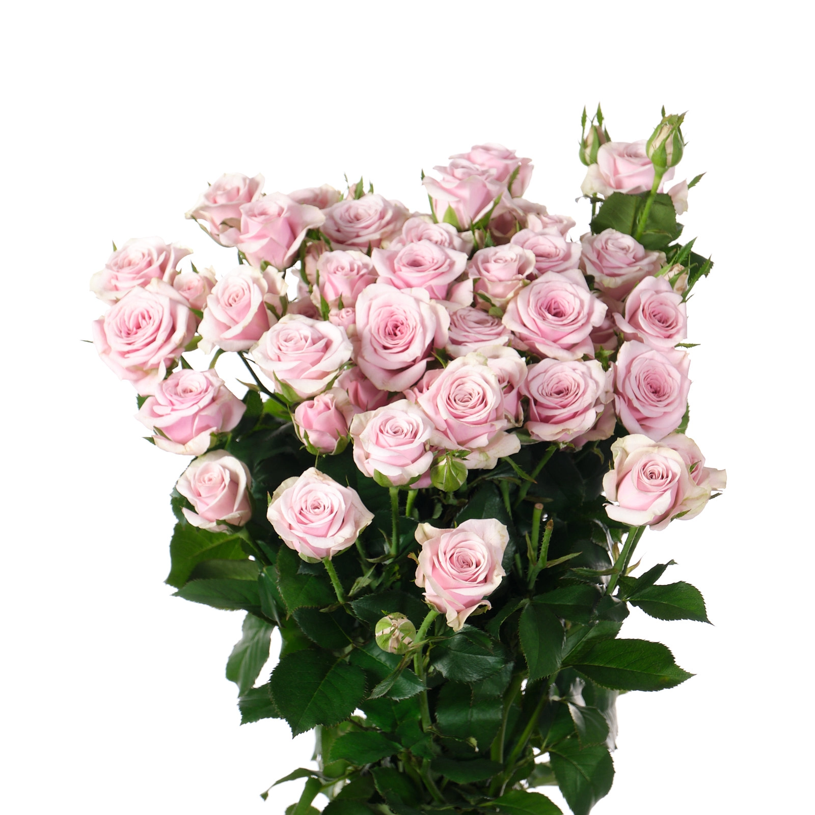 Роза куст лейла