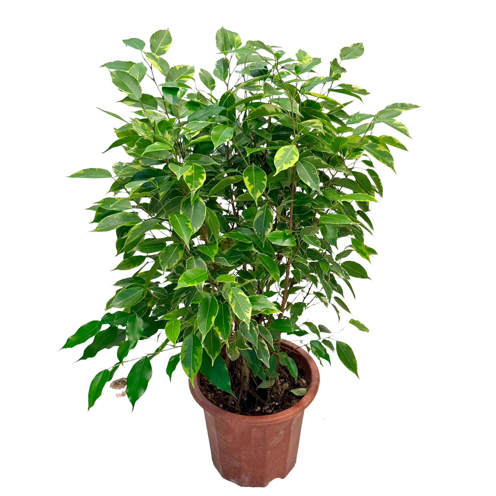 Фикус бенжамина Микс