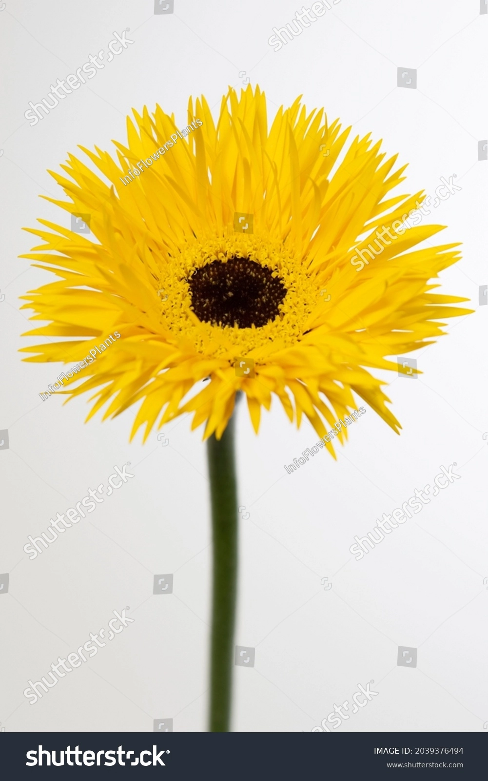 Гербера мини дунга