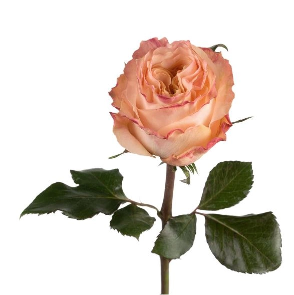 Роза однг краун принцесс