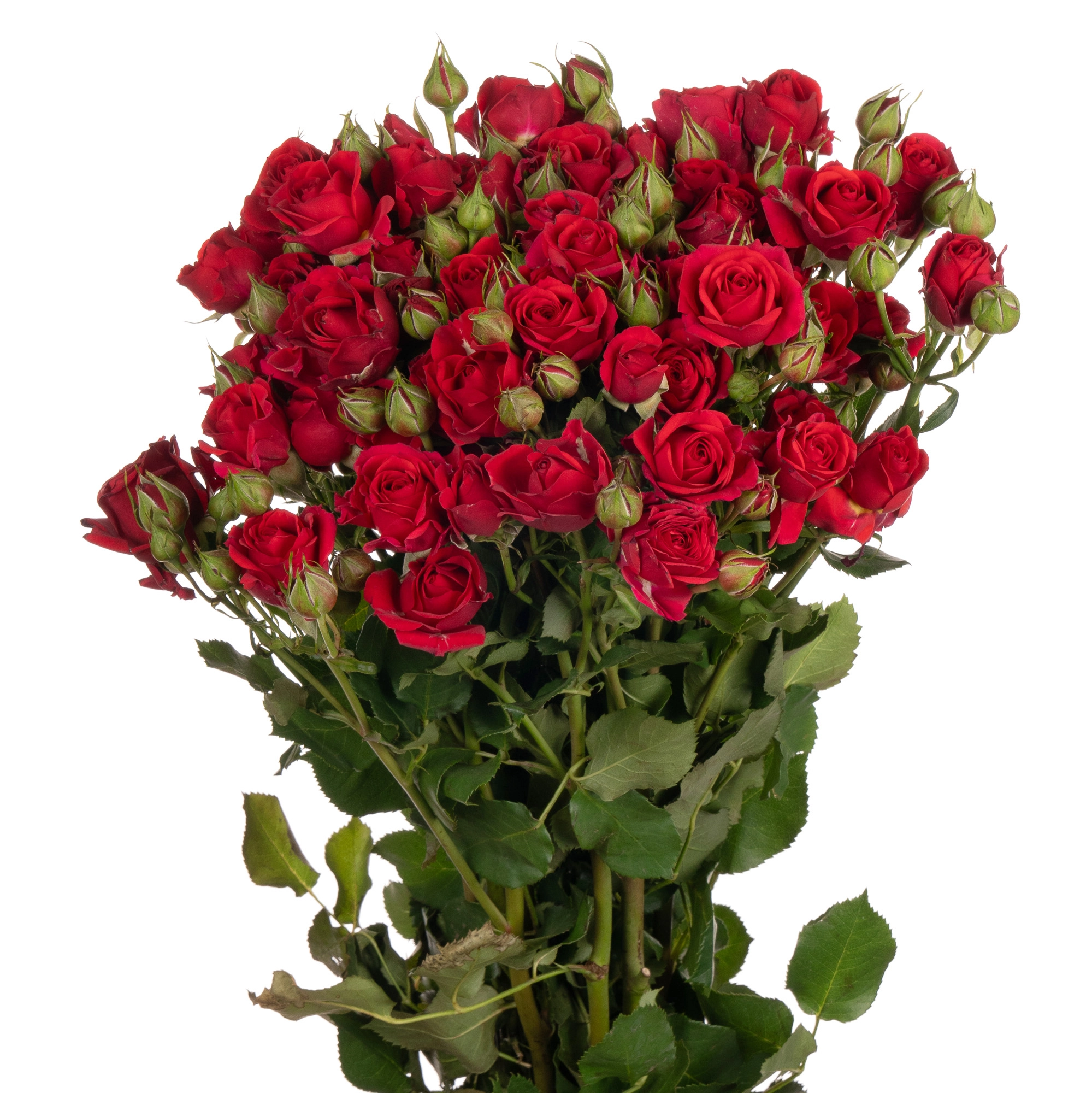 Роза куст мирабель