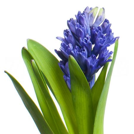 Гиацинт атлантик