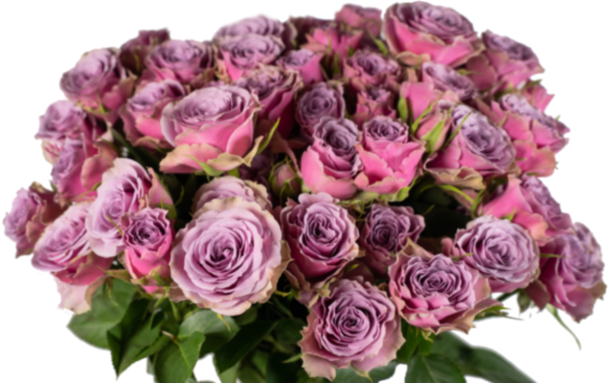 Роза куст пепл скай