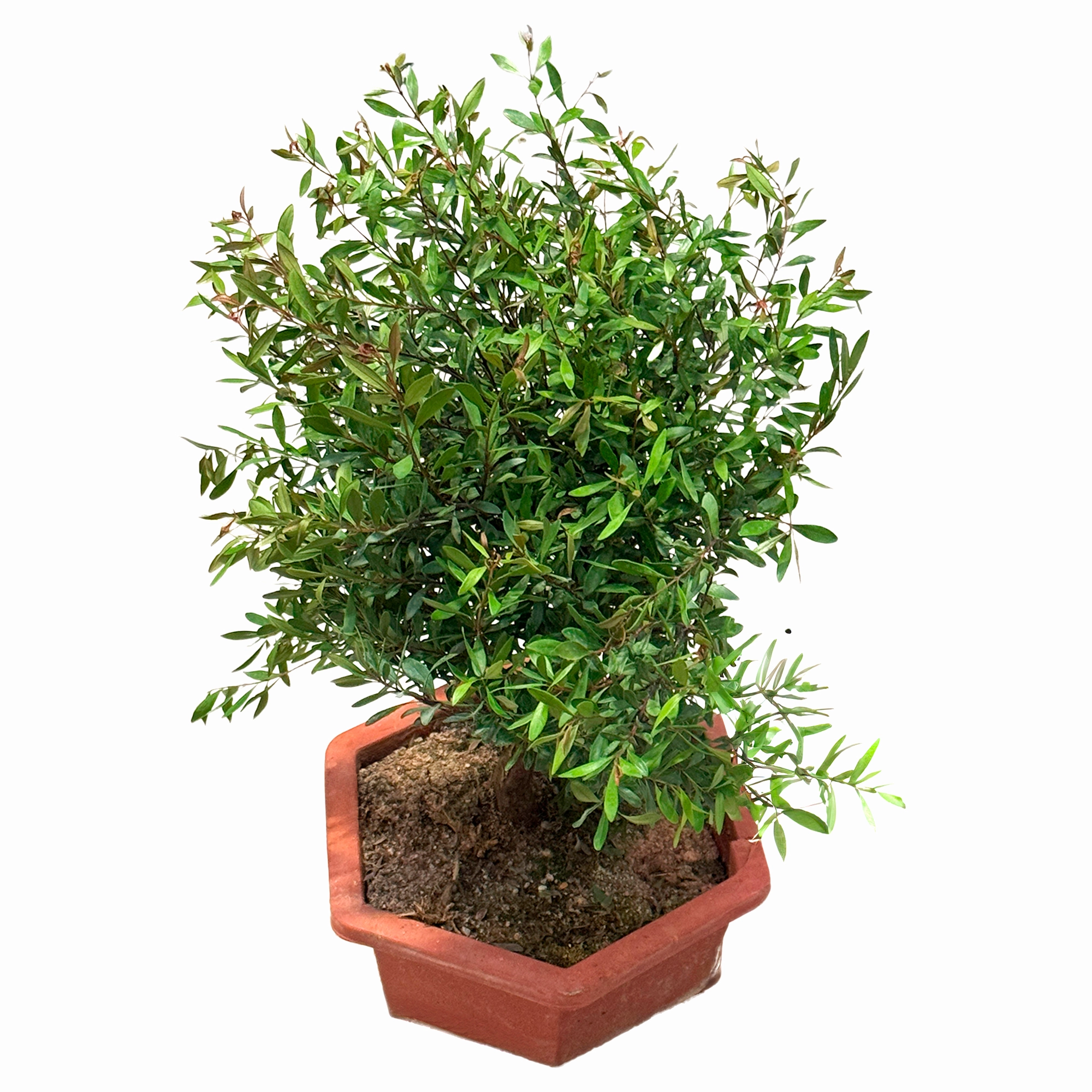 Сизигиум бонсай