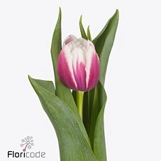 Тюльпан ду валеска