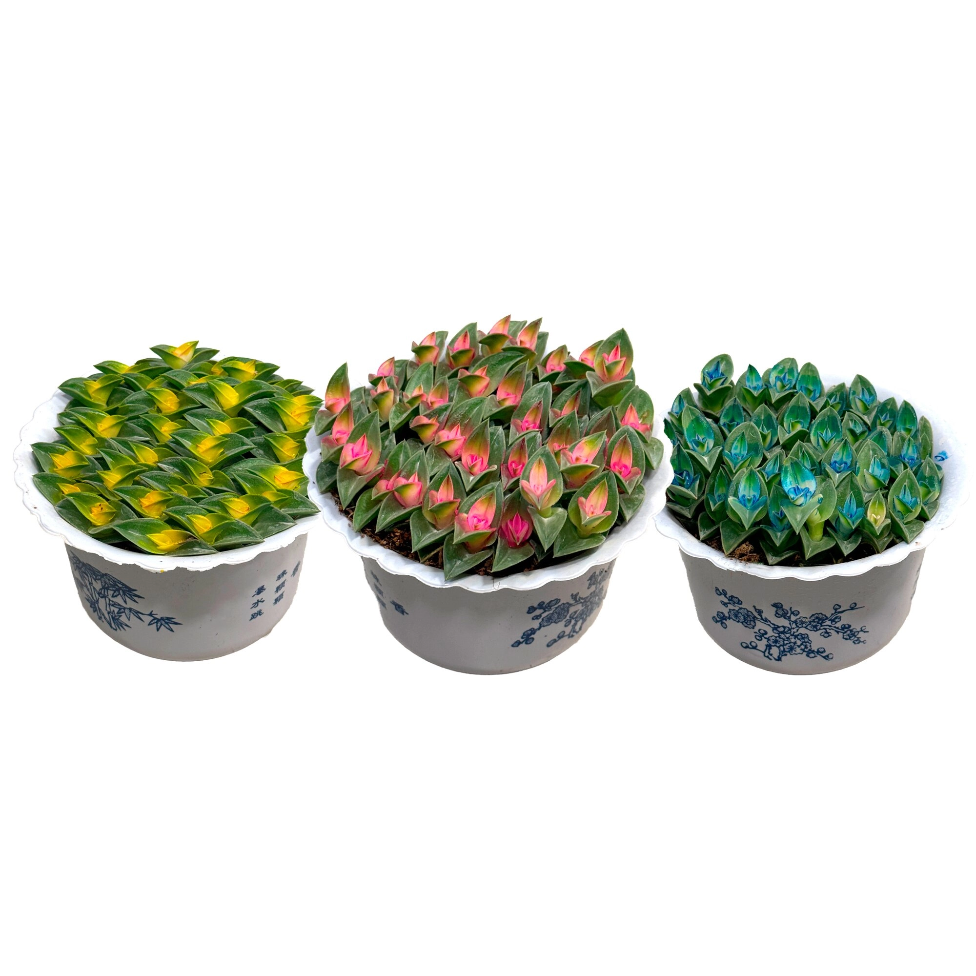 Традесканция ладьевидная