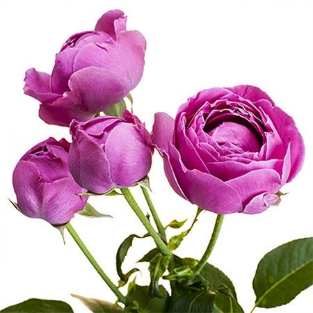 Роза куст мисти бабблс