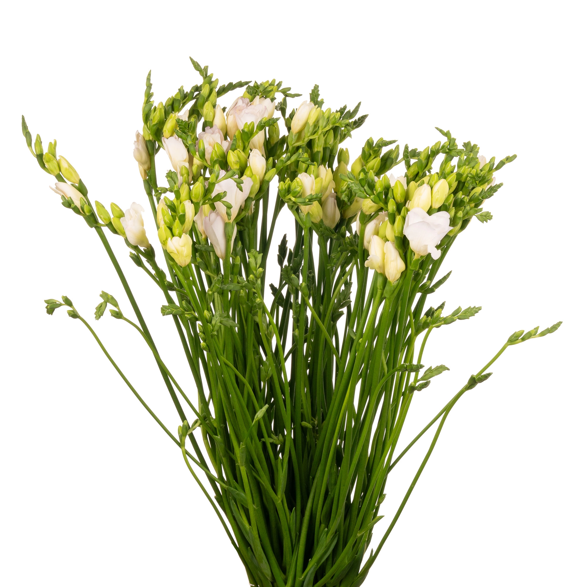 Фрезия ду старлайт