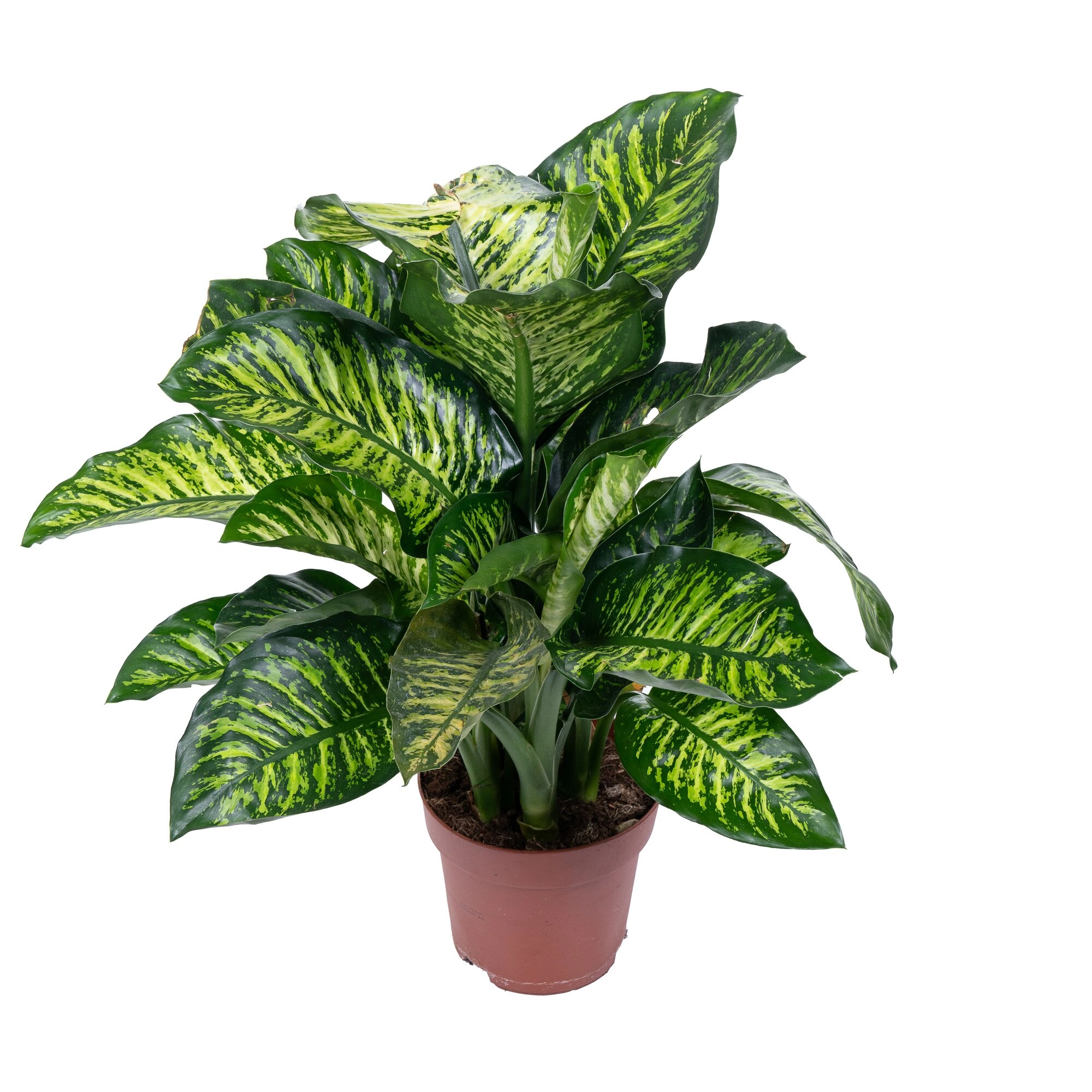 Диффенбахия Мароба