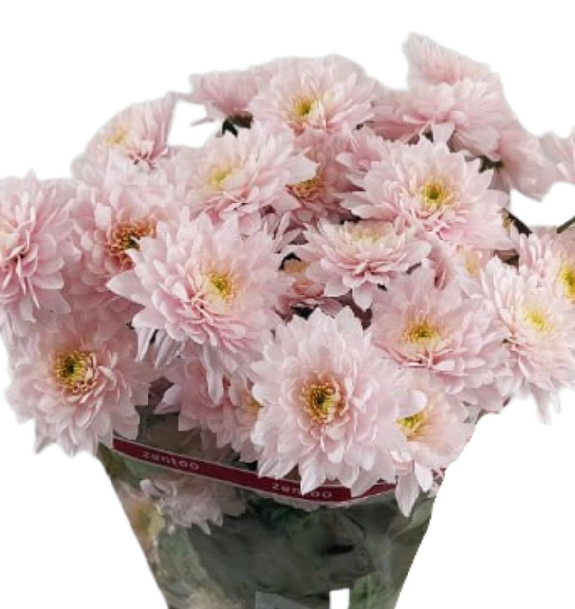 Хризантема куст пастэль пинк