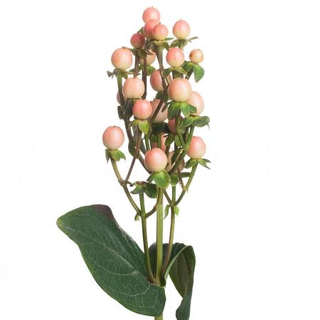 Гиперикум мелон романс