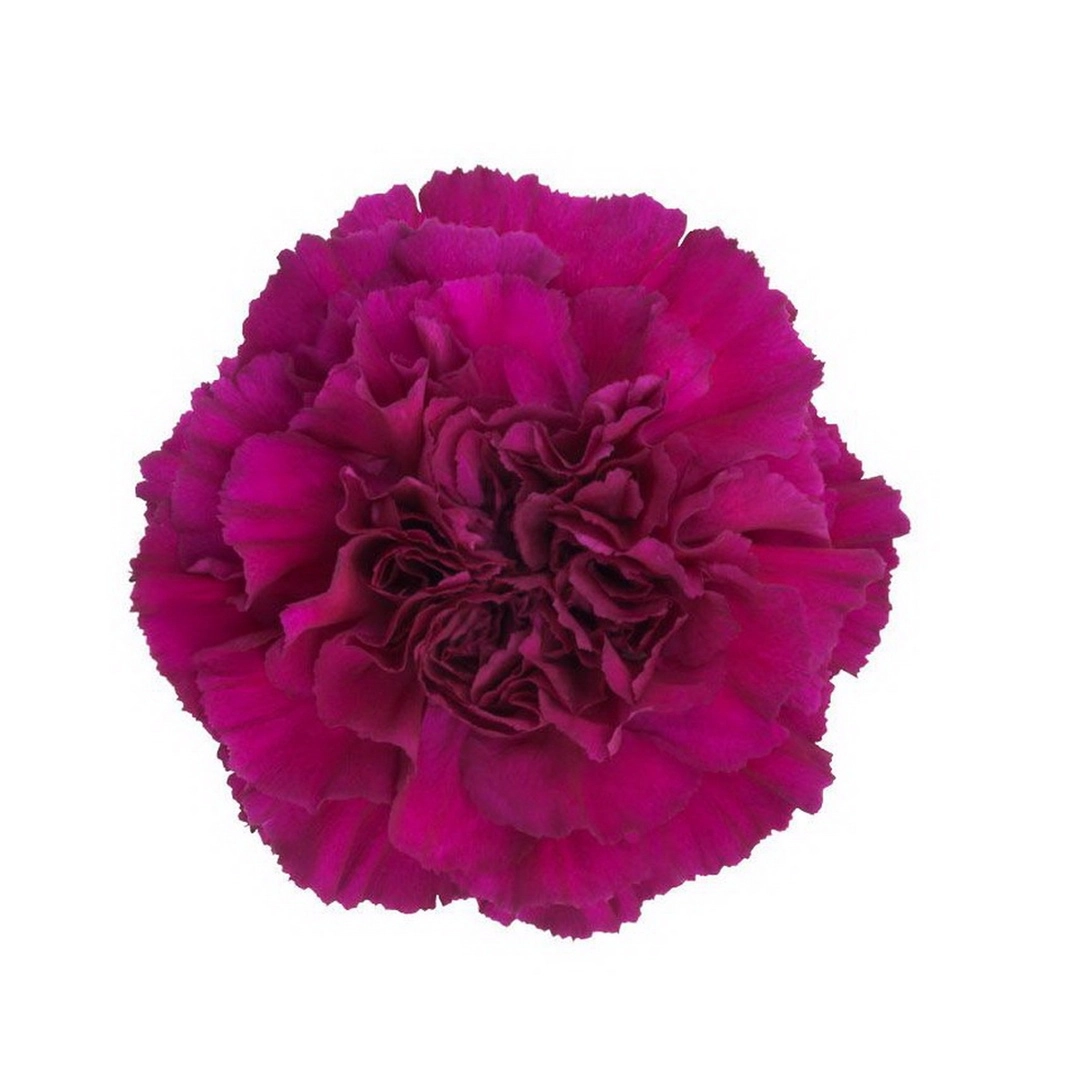 Гвоздика перпл эльф