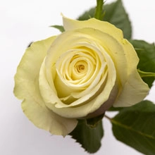 Роза однг нейчерз уайт