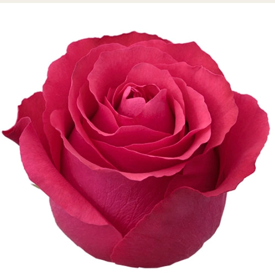 Роза однг алтамира