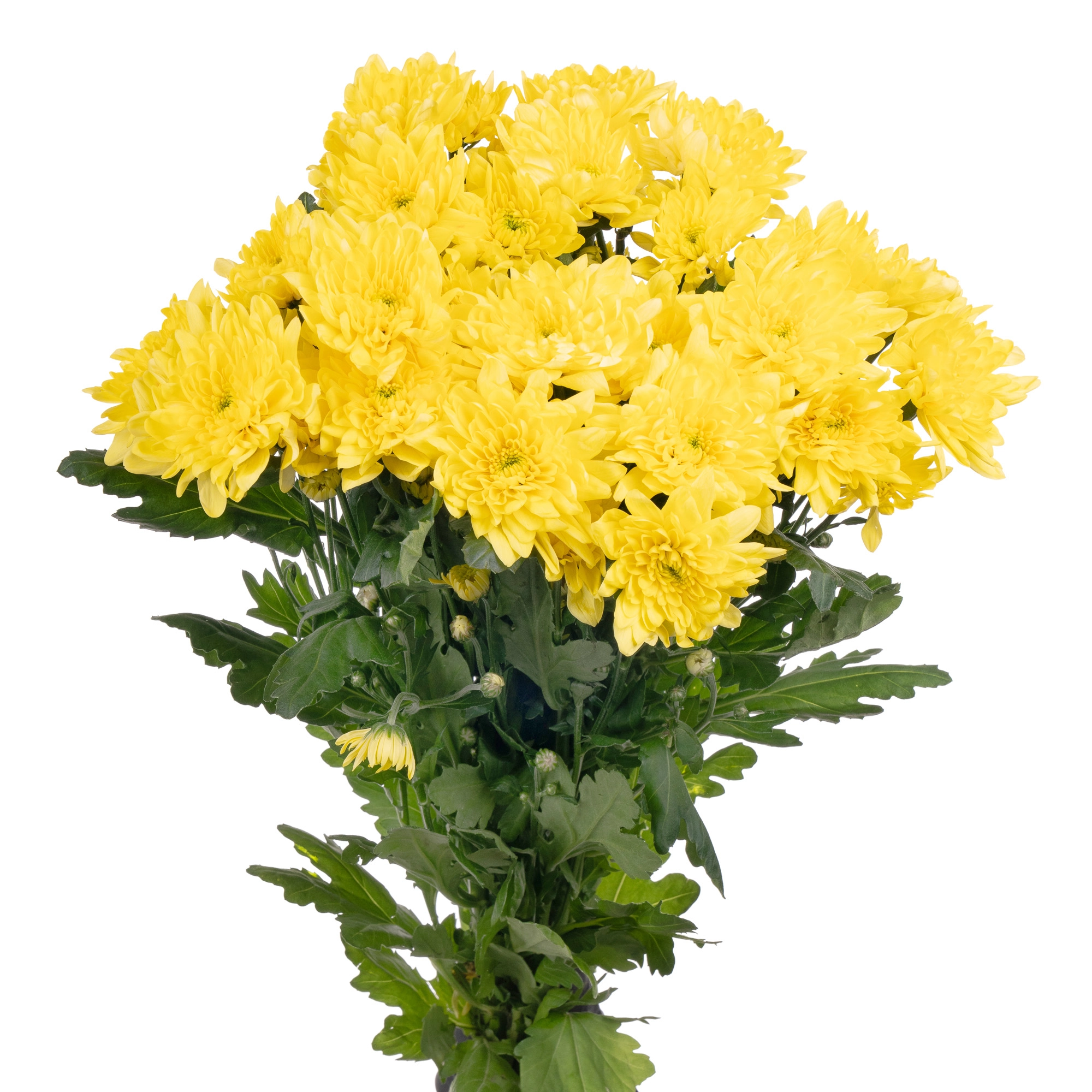 Хризантема куст алтай желтый