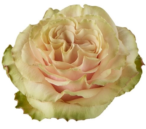 Роза однг кантри секрет