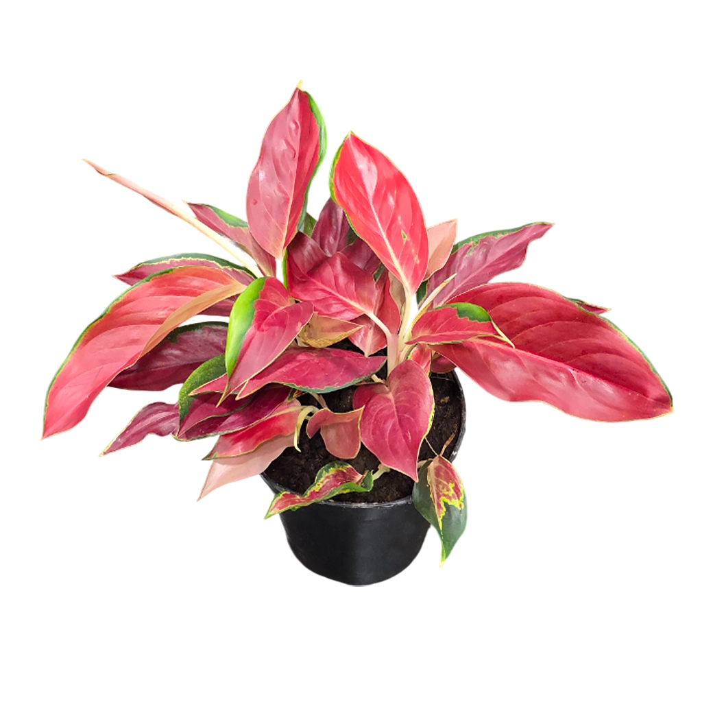 Аглаонема Сукхом Джайпонг