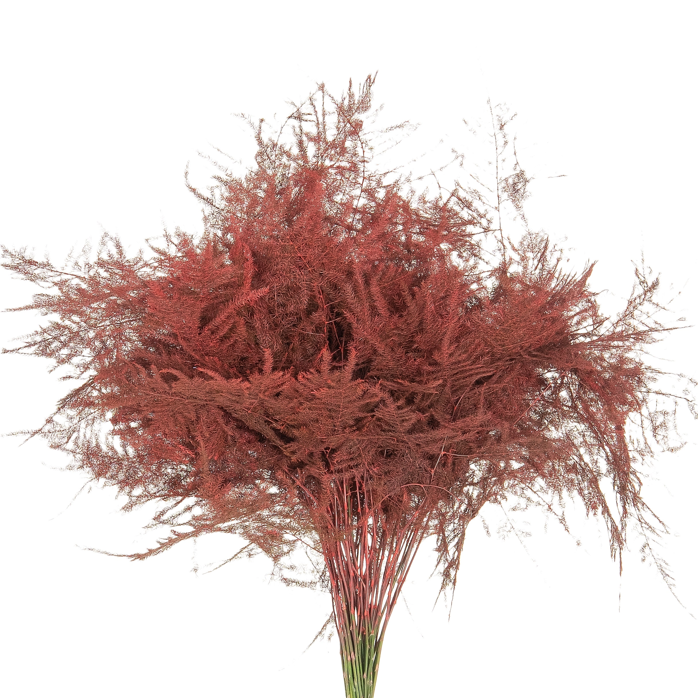 Листья Аспарагус краш. плюмозус красный