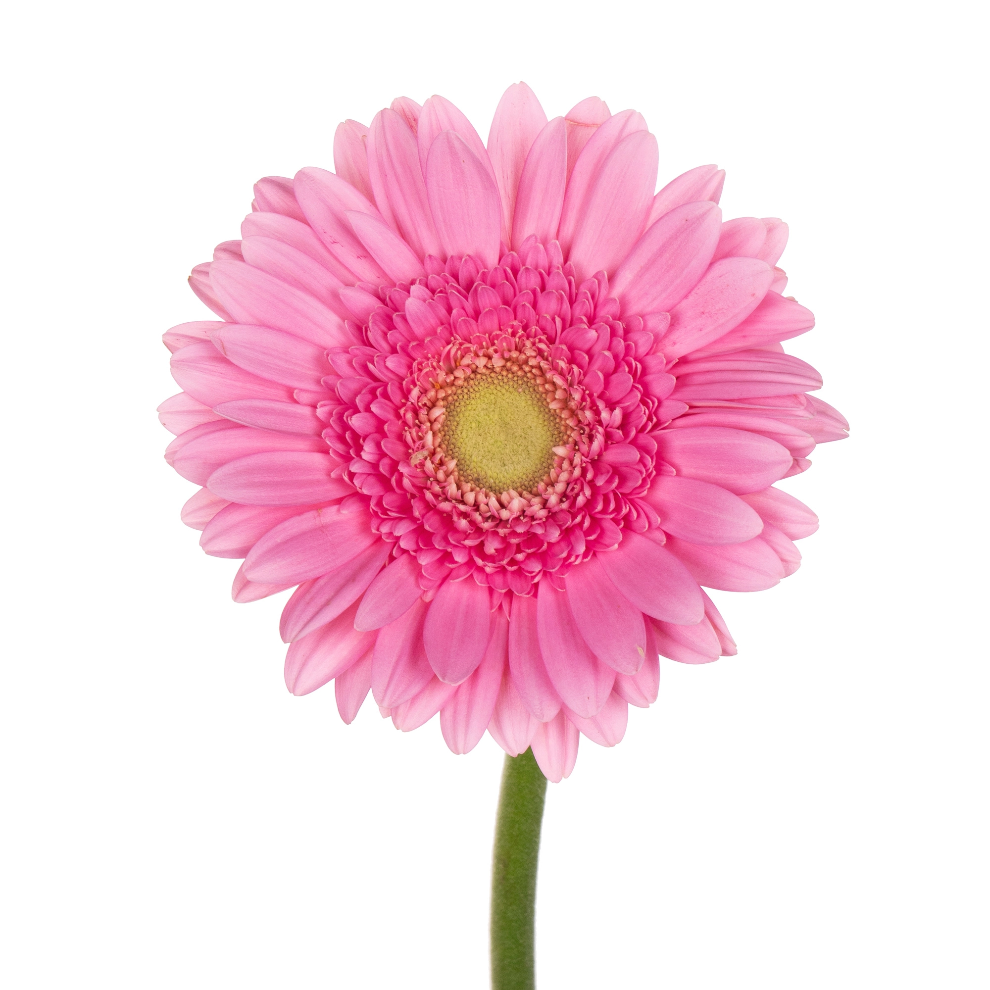 Гербера глосси