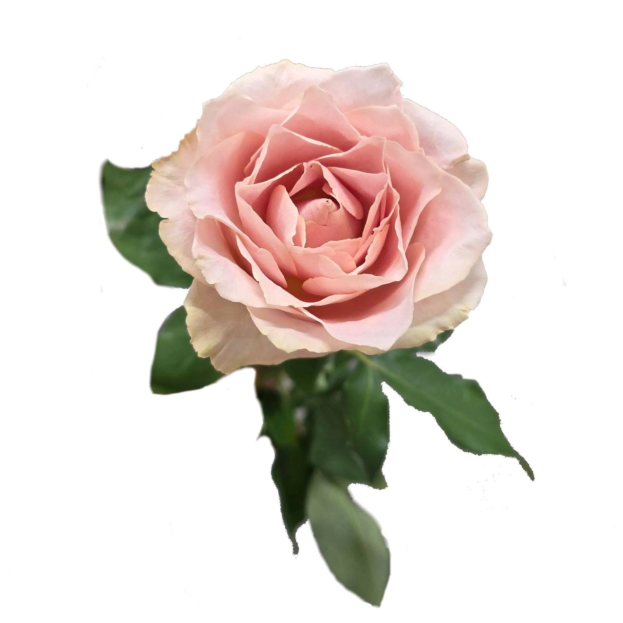 Роза однг фловинг сэнд