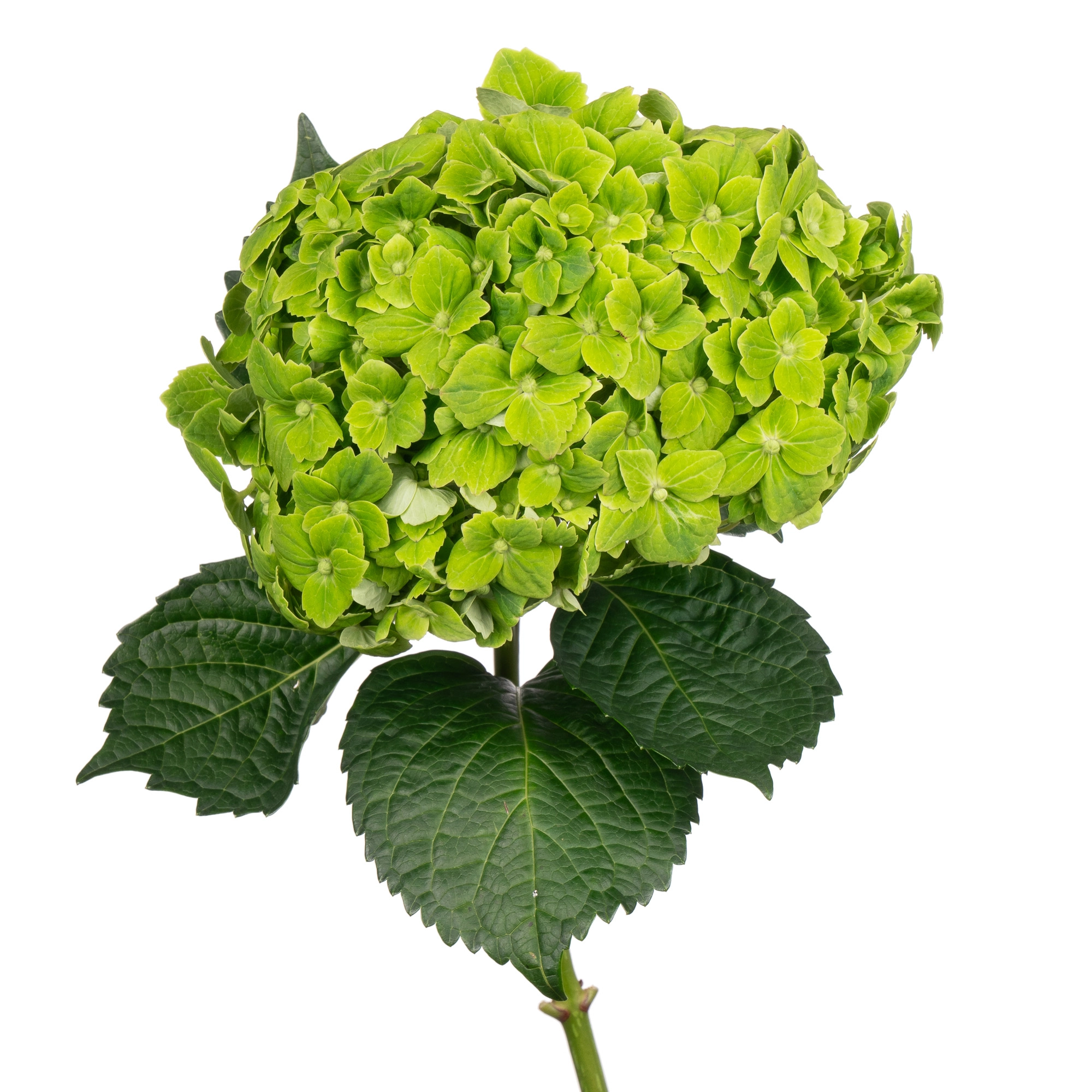 Гидрангия премиум эсмеральда