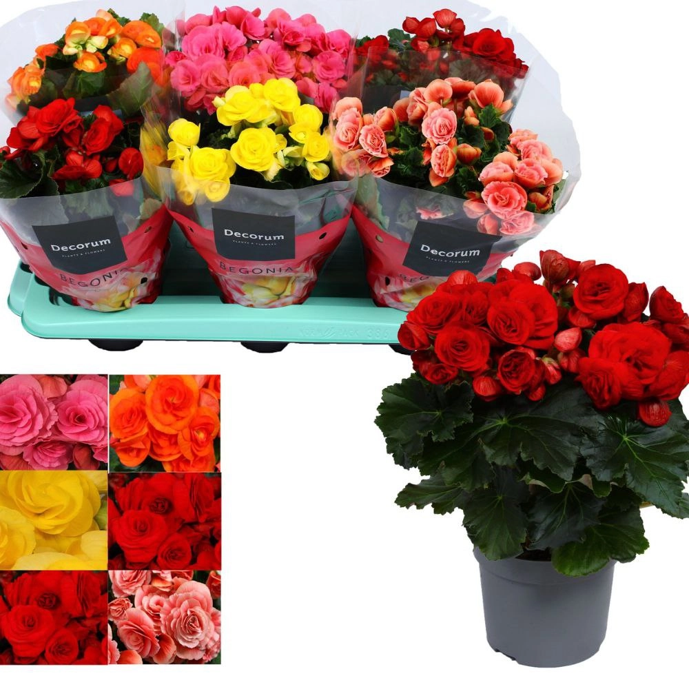 Бегония элатиор микс