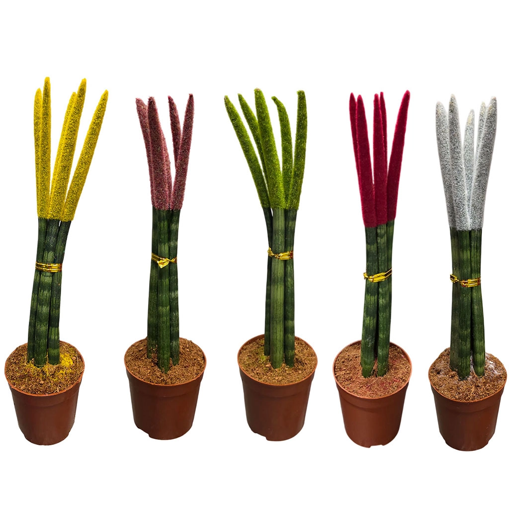 Сансевиерия цилиндрическая велвет тач микс