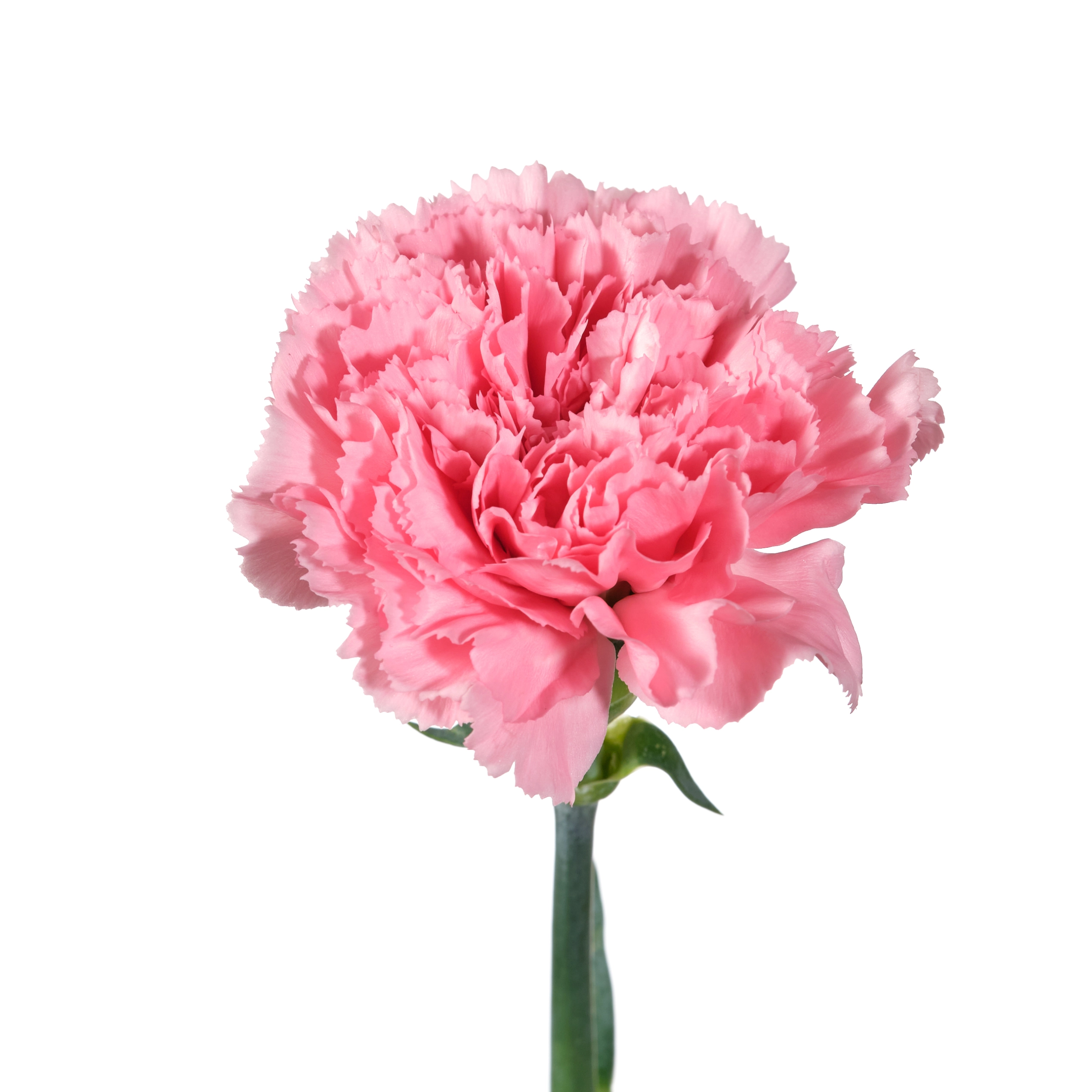 Гвоздика каори