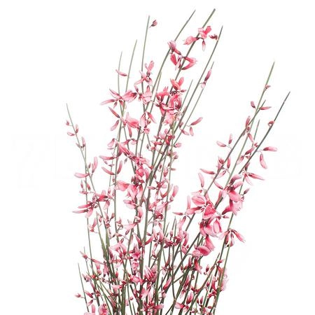 Гениста красная