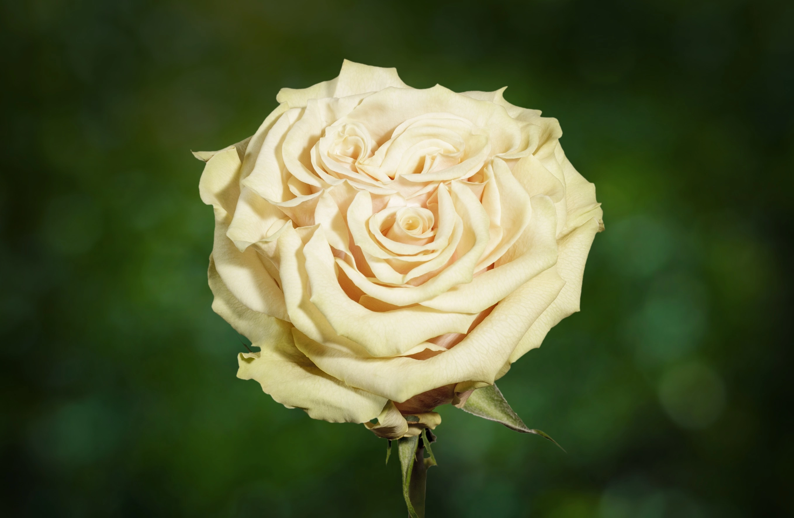 Роза однг марвел