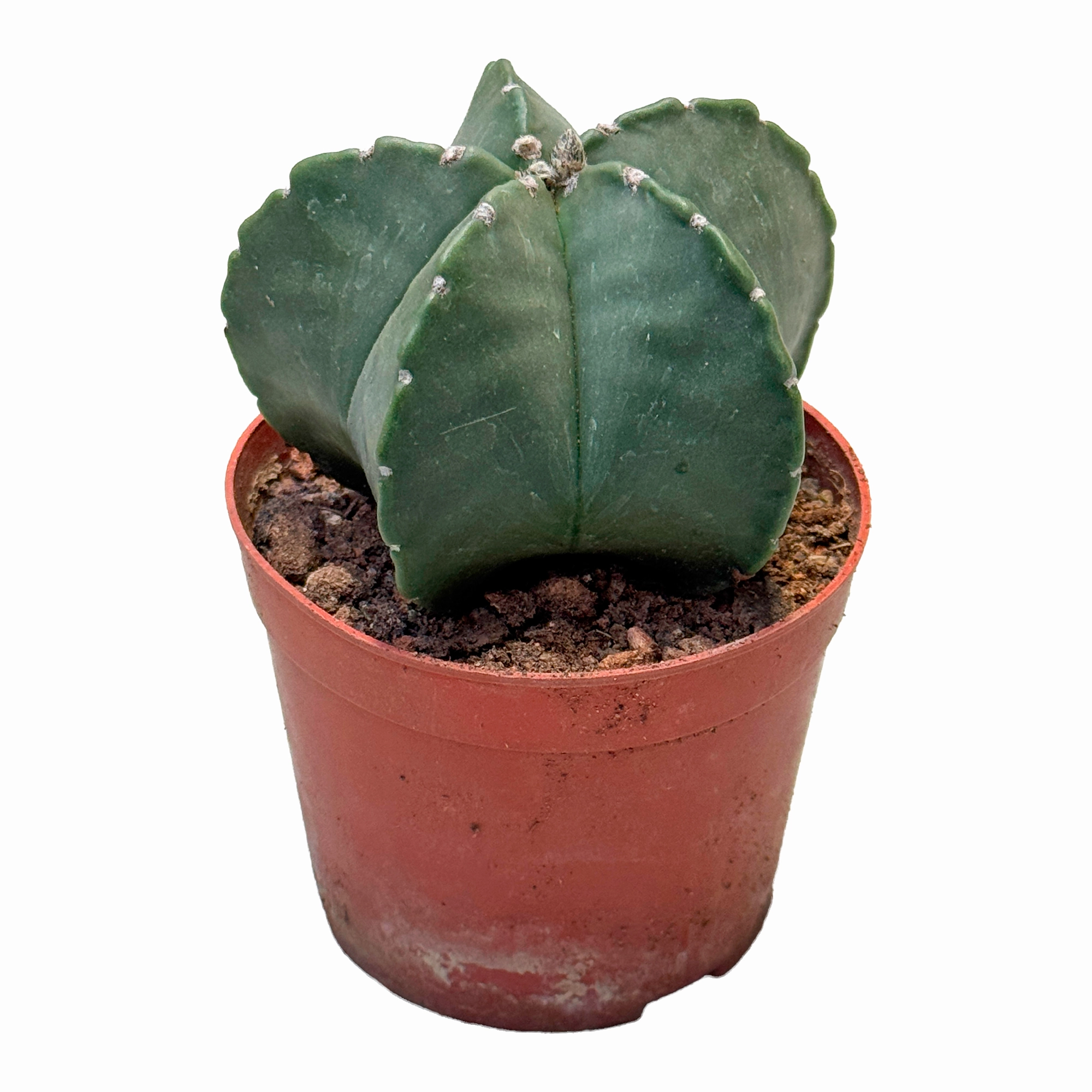 Астрофитум Мириостигма Нудум