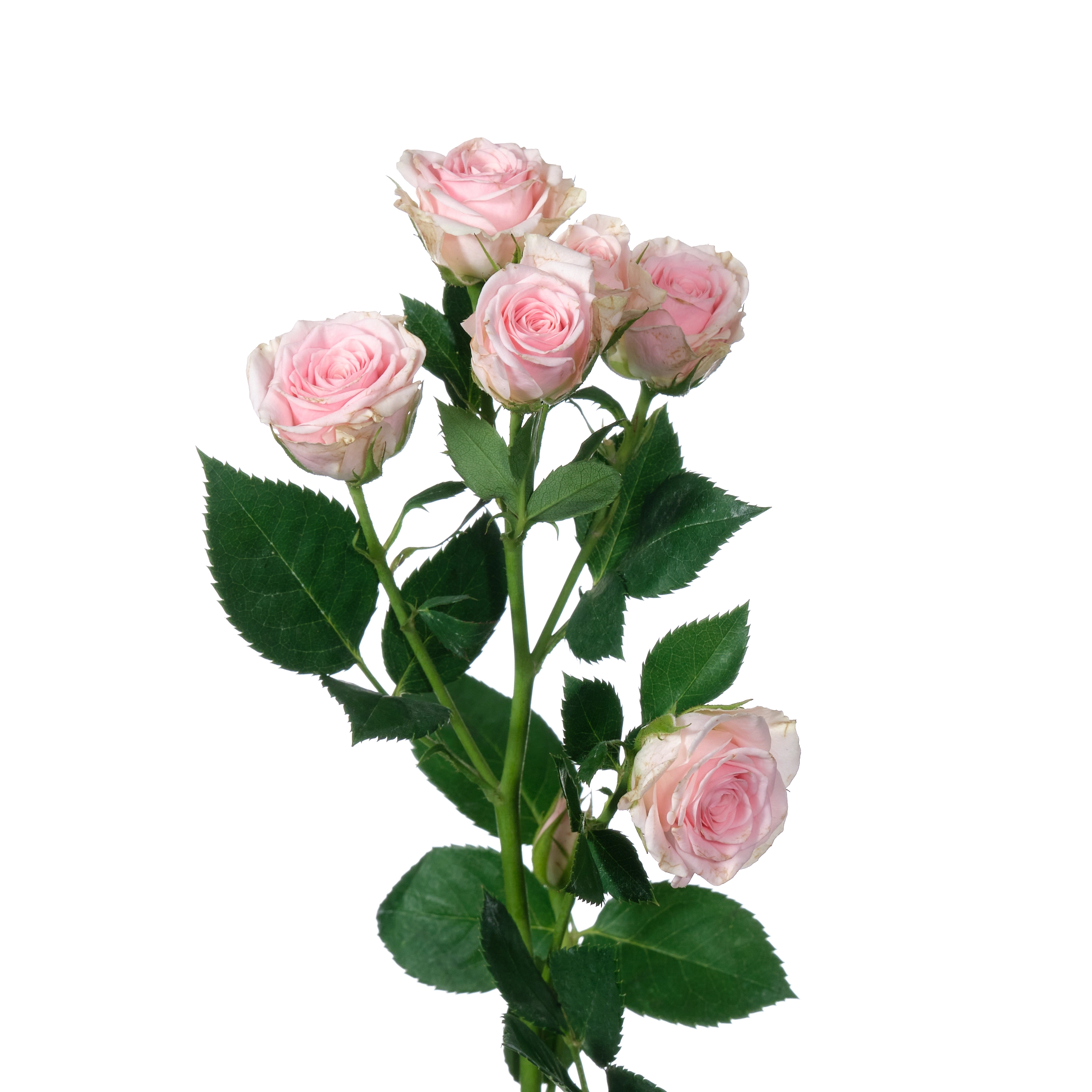 Роза тр северина