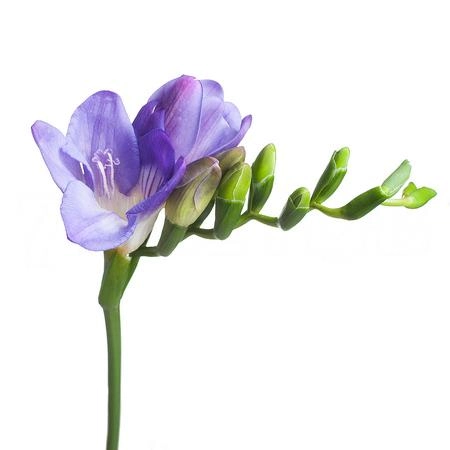 Фрезия эн индиго бич