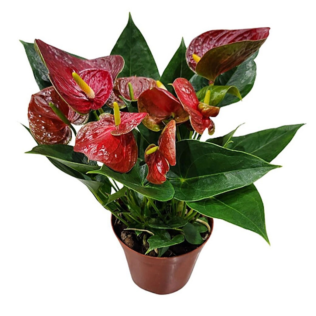 Антуриум андрианум красный