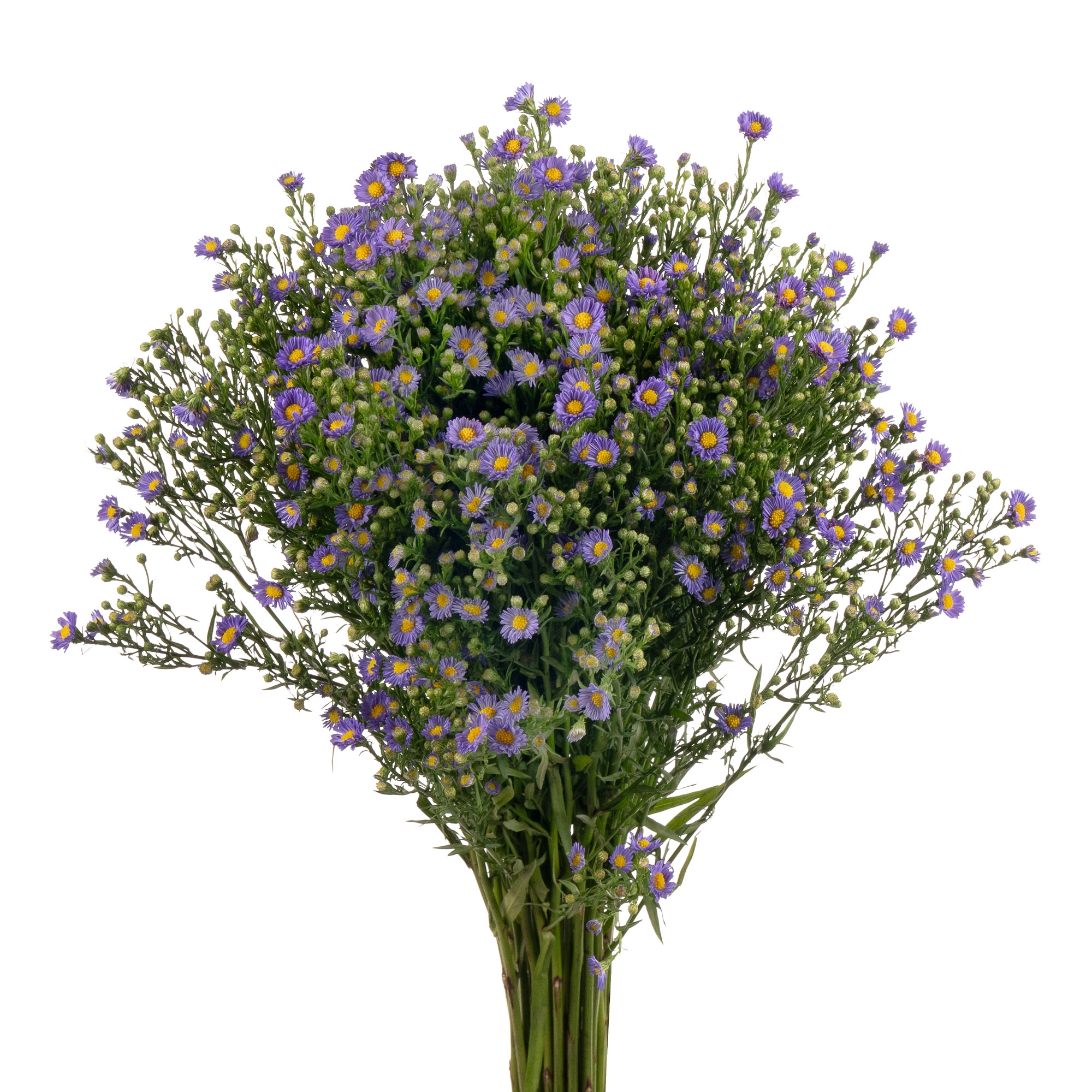 Астер тини тайни блу