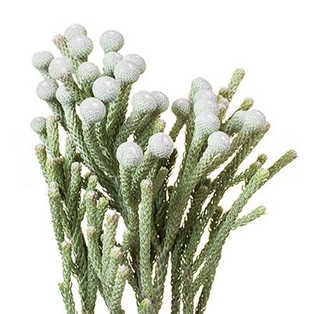 Капс бруния левис