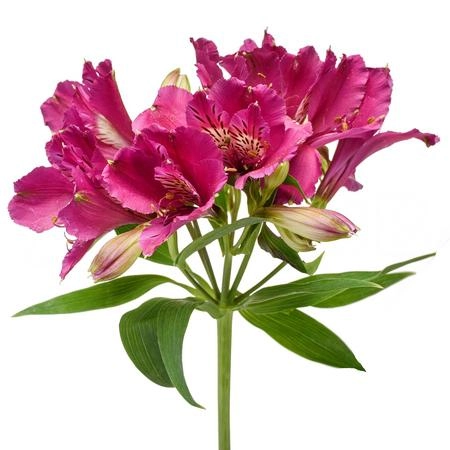 Альстромерия малиновый