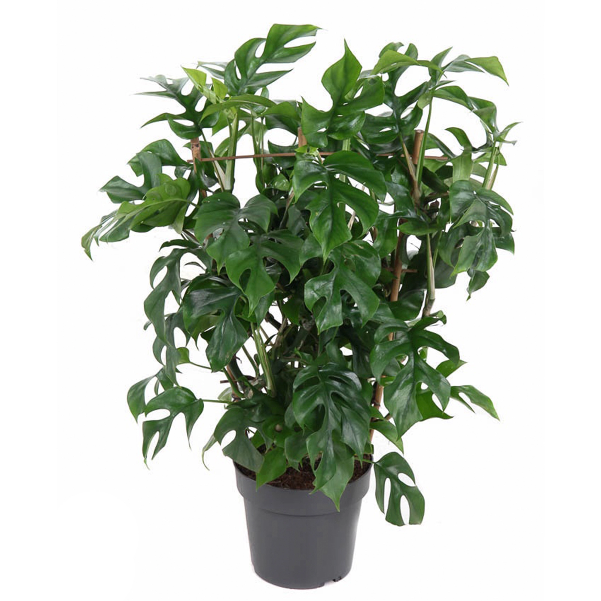 Монстера Минима на решетке