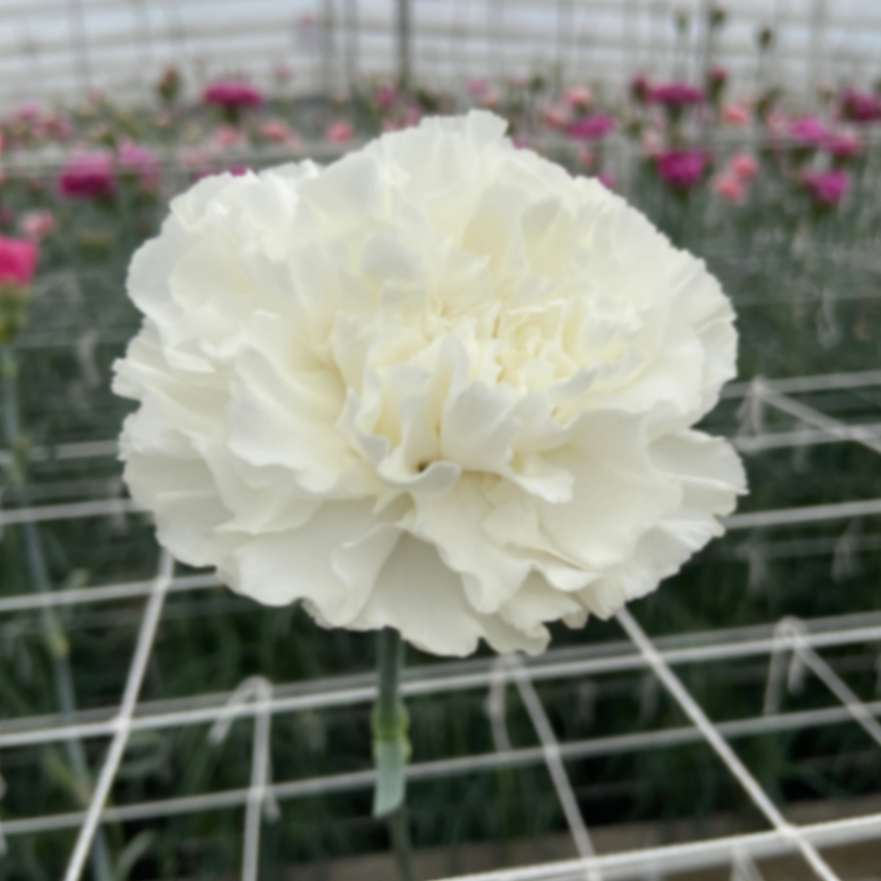 Гвоздика кокай