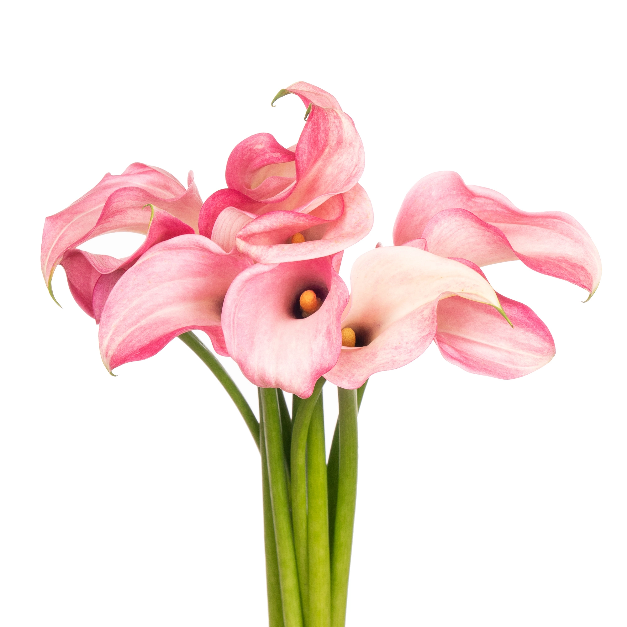 Калла кэндифлосс