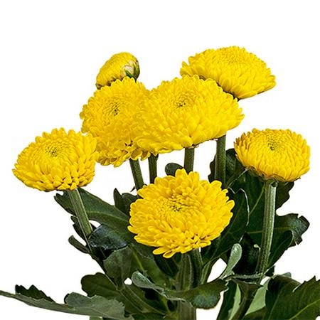 Хризантема куст лимончелло