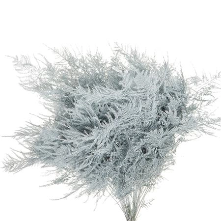 Листья Аспарагус краш. плюмосус белый